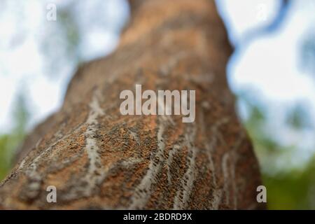 Dry Tree Branch knots Texture Close-up background Macro Stock Photography Image Stock Photo