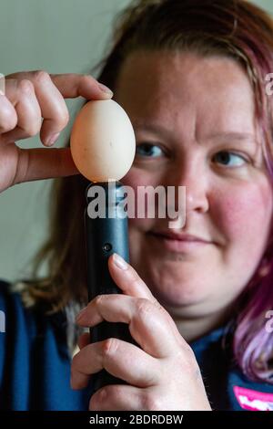 Love Gorgie Farm, Easter, Zia Vest animal husbandary supervisor checks the eggs that are in the incubator for little easter chicks Stock Photo