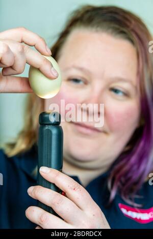 Love Gorgie Farm, Easter, Zia Vest animal husbandary supervisor checks the eggs that are in the incubator for little easter chicks Stock Photo