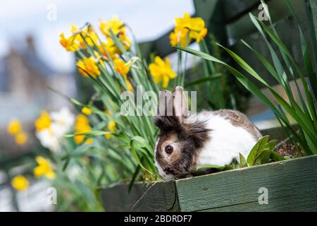 Love Gorgie Farm, Easter, Lily the Lion Head Rabbit Stock Photo
