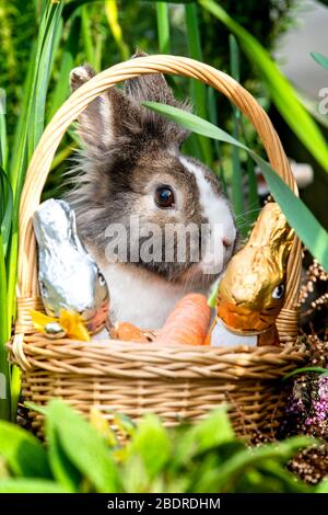 Love Gorgie Farm, Easter, Lily the Lion Head Rabbit Stock Photo