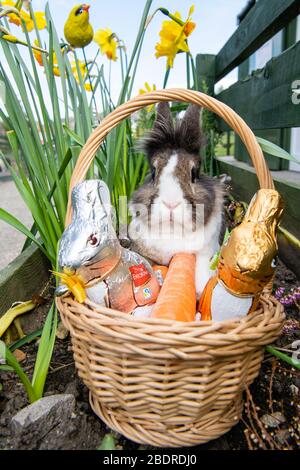 Lily the lionhead rabbit in an Easter basket with daffodils at LOVE Gorgie Farm, Gorgie, Edinburgh, Scotland, UK Stock Photo