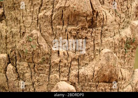 Dry Tree Branch knots Texture Close-up background Macro Stock Photography Image Stock Photo