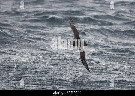 Southern Giant Petrel (Macronectes giganteus) in southern Chile Stock Photo
