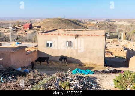 Homes in a Rural Village in Midelt Morocco with Cows and a Donkey Stock Photo