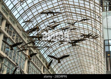 Canada geese  'Flight Stop', Michael Snow, at Shopping, stores, consumerism, at Eaton Center in downtown Toronto, Ontario, Canada, North America Stock Photo