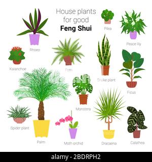 Colorful set of various potted houseplants for good feng shui. Succulents,  evergreen plants in planters. Flat style stock vector illustration Stock  Vector Image & Art - Alamy