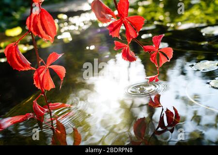 The sun Boston ivy down into the pond Stock Photo