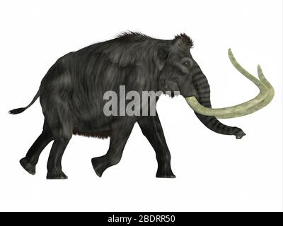 The Woolly Mammoth was a herbivorous elephant that lived in Asia, Siberia and North America during the Pliocene and Pleistocene Periods. Stock Photo