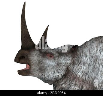 The Woolly Rhino was a herbivorous rhinoceros that lived in Asia and Europe during the Pleistocene Period. Stock Photo