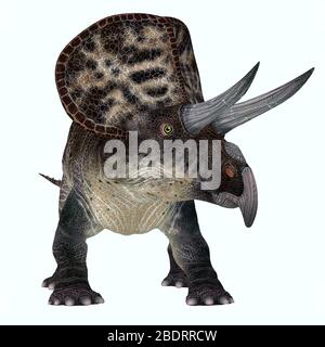 Zuniceratops was a herbivorous Ceratopsian dinosaur that lived in New Mexico, United States during the Cretaceous Period. Stock Photo