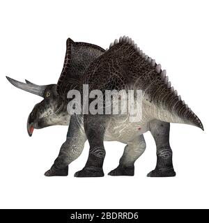 Zuniceratops was a herbivorous Ceratopsian dinosaur that lived in New Mexico, United States during the Cretaceous Period. Stock Photo
