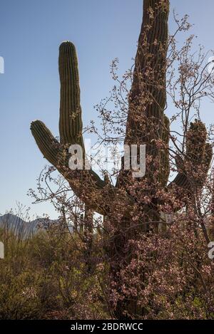 Ironwood trees and saguaro cactus bloom in May in the Ironwood Forest National Monument, Sonoran Desert, Arizona, USA. Stock Photo