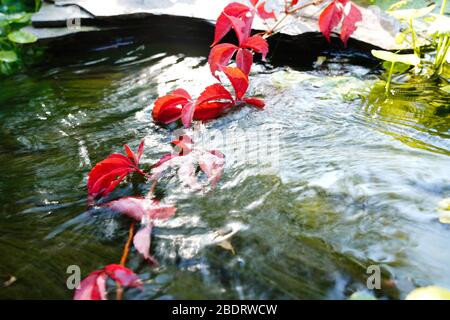 Red Boston ivy down into the water Stock Photo