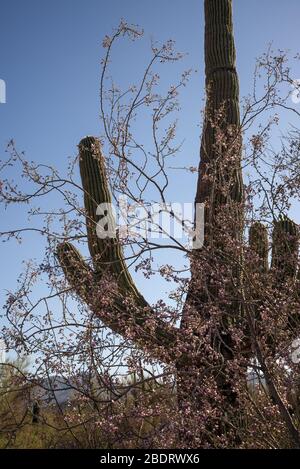 Ironwood trees and saguaro cactus bloom in May in the Ironwood Forest National Monument, Sonoran Desert, Arizona, USA. Stock Photo