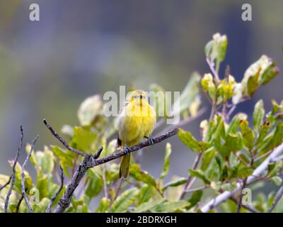 Hooded Oriole Female Stock Photo