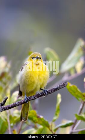 Hooded Oriole Female Stock Photo