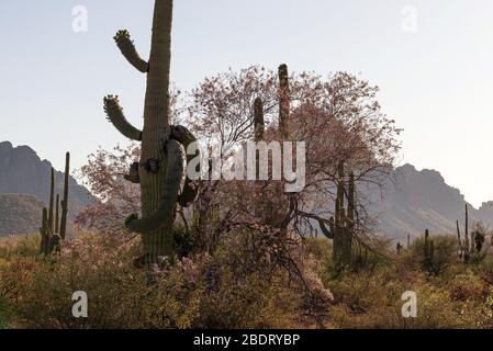 Ironwood trees and saguaro cactus bloom in May in the Ironwood Forest National Monument, Sonoran Desert, Arizona, USA. Stock Photo