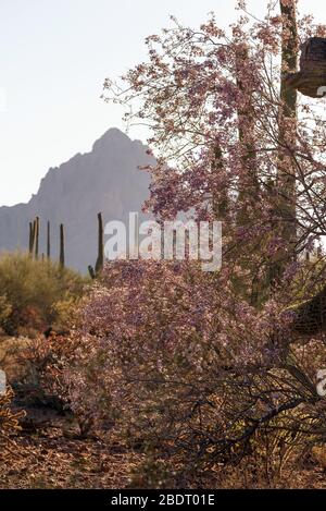 Ironwood trees and saguaro cactus bloom in May in the Ironwood Forest National Monument, Sonoran Desert, Arizona, USA. Stock Photo