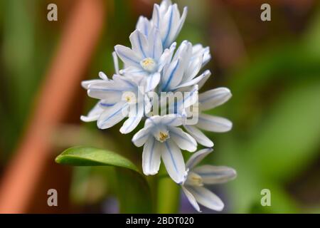 Puschkinia plant produces a single flower stalk topped with cluster of bluish white flowers. They have delicate blue stripes and narrow pointed leaves Stock Photo