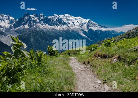 The Tour du Mont Blanc trail, TDMB, leading across lush green mountain meadow with full view of the snow covered Mont Blanc massif in summer in the Ch Stock Photo