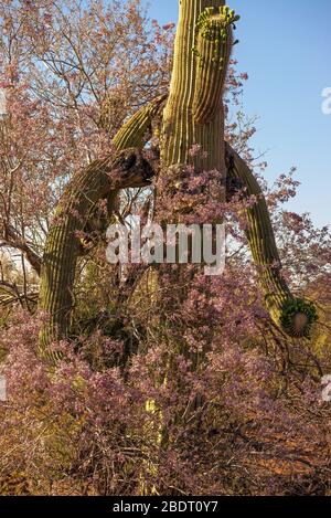 Ironwood trees and saguaro cactus bloom in May in the Ironwood Forest National Monument, Sonoran Desert, Arizona, USA. Stock Photo