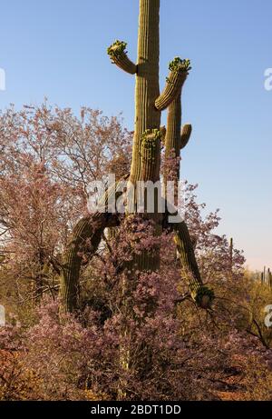 Ironwood trees and saguaro cactus bloom in May in the Ironwood Forest National Monument, Sonoran Desert, Arizona, USA. Stock Photo