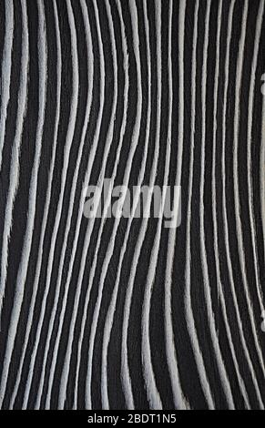 Textured wood. Veneer Zebrano. Black and white wavy background. Stock Photo