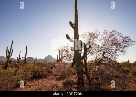 Ironwood trees and saguaro cactus bloom in May in the Ironwood Forest National Monument, Sonoran Desert, Arizona, USA. Stock Photo