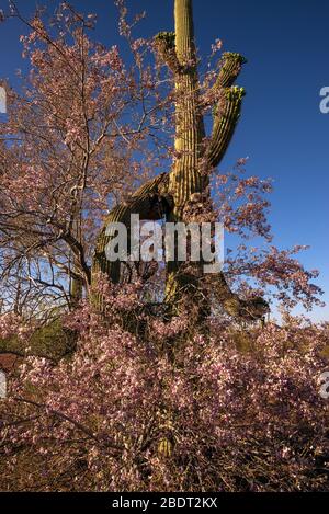 Ironwood trees and saguaro cactus bloom in May in the Ironwood Forest National Monument, Sonoran Desert, Arizona, USA. Stock Photo