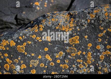 Yellow lichen on rocks on the foreshore at Granton on the Firth Of Forth, Edinburgh, Scotland, UK. Stock Photo