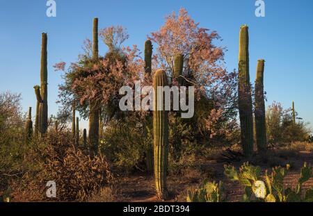 Ironwood trees and saguaro cactus bloom in May in the Ironwood Forest National Monument, Sonoran Desert, Arizona, USA. Stock Photo