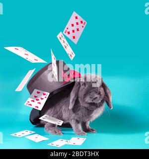 gray dwarf rabbit under a hat with a cylinder and flying cards on a turquoise background Stock Photo