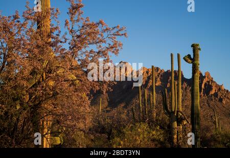 Ironwood trees and saguaro cactus bloom in May in the Ironwood Forest National Monument, Sonoran Desert, Arizona, USA. Stock Photo