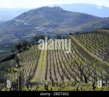 Peso Da RéGua, Portugal. 7th Mar, 2020. Luscious oranges grow at the Quinta Seara D'Ordens vineyard in the Douro River valley, Peso da Régua, Portugal, March 7, 2020. The family-owned business, which dates to 1792, is known for its port wine. Credit: Mark Hertzberg/ZUMA Wire/Alamy Live News Stock Photo