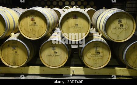 Peso Da RéGua, Portugal. 7th Mar, 2020. Luscious oranges grow at the Quinta Seara D'Ordens vineyard in the Douro River valley, Peso da Régua, Portugal, March 7, 2020. The family-owned business, which dates to 1792, is known for its port wine. Credit: Mark Hertzberg/ZUMA Wire/Alamy Live News Stock Photo