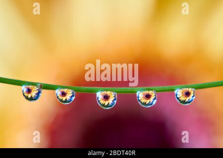 Water drops on a green twig of a plant. The drops reflect orange lowers of the chrysanthemum. Focus on water drops, the flower in the background is bl Stock Photo