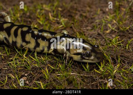 Barred Tiger Salamander (Ambystoma mavortium mavortium) at the edge of an old cattle pond in Jefferson County, Colorado, USA. Stock Photo