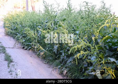 Horse sorrel during the flowering period. Rumex confertus. Horse sorrel on the side of a rural road. Stock Photo
