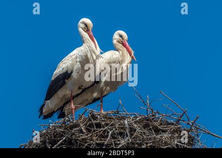 Storks in a nest blue sky Stock Photo