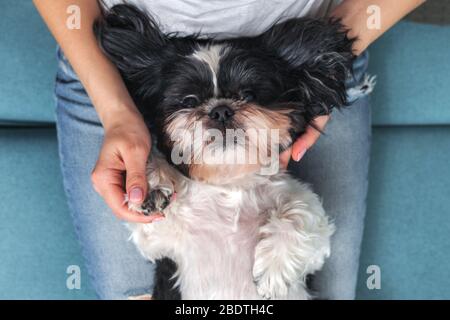 Funny cute dog is sitting on the couch in the girl's lap. Shih-tzu breed. pet. Homeliness. Stock Photo