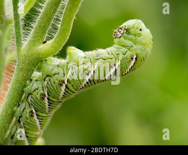 Tomato hornworm, Manduca quinquemaculata, close up showing the caterpillar eating while leaning back on a tomato plant stalk Stock Photo