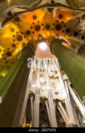 Interior view of ceiling of La Sagra Familia basilica showing tree-like pillars and flower decoration as light filters through roof. Stock Photo