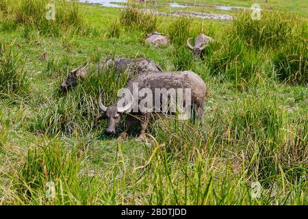 Water buffalo standing on green grass Stock Photo