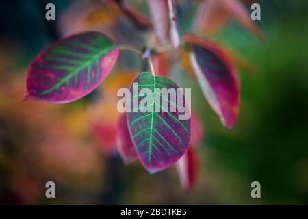 Colorful leaves of a Juneberry in a Berlin garden in autumn Stock Photo