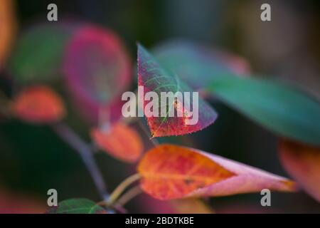 Colorful leaves of a Juneberry in a Berlin garden in autumn Stock Photo