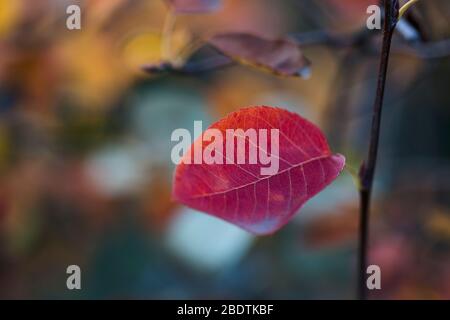 Colorful leaf of a Juneberry in a Berlin garden in autumn Stock Photo