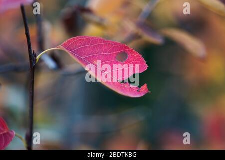 Colorful leaf of a Juneberry in a Berlin garden in autumn Stock Photo
