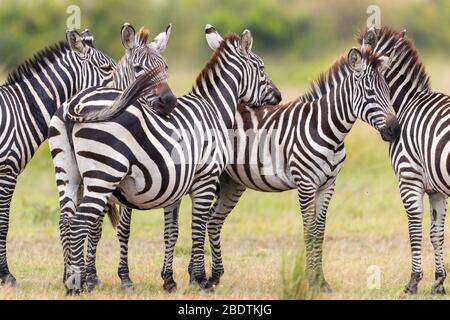 a group of zebras stands motionless in the savannah Stock Photo