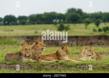 a group of young lions is resting on open ground Stock Photo
